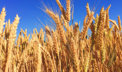 Koksnes impregnēšanas centrs